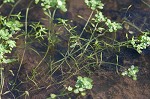 Twoheaded water-starwort