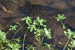 Twoheaded water-starwort