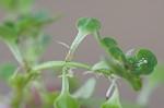 Twoheaded water-starwort