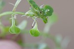 Twoheaded water-starwort