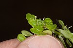 Twoheaded water-starwort