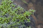 Twoheaded water-starwort