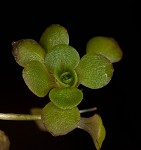 Twoheaded water-starwort