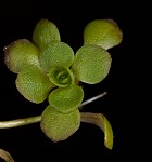 Twoheaded water-starwort