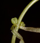 Twoheaded water-starwort