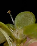 Twoheaded water-starwort