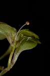 Twoheaded water-starwort