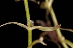 Twoheaded water-starwort