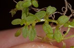 Terrestrial water-starwort