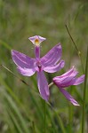 Bearded grass-pink