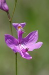 Bearded grass-pink