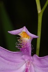 Bearded grass-pink