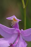 Bearded grass-pink