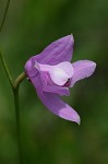 Bearded grass-pink