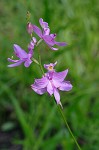 Bearded grass-pink