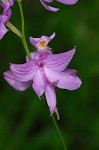 Bearded grass-pink