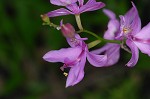 Bearded grass-pink