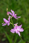 Bearded grass-pink