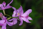 Bearded grass-pink