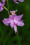 Bearded grass-pink