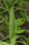 Bearded grass-pink