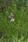 Bearded grass-pink