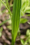 Bearded grass-pink