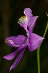 Bearded grass-pink