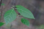 Eastern sweetshrub