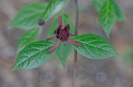 Eastern sweetshrub