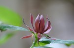 Eastern sweetshrub