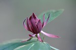 Eastern sweetshrub