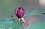 Eastern sweetshrub