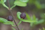 Eastern sweetshrub