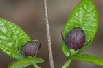 Eastern sweetshrub