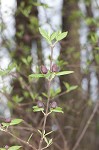 Eastern sweetshrub