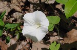 Catesby's false bindweed