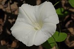 Catesby's false bindweed