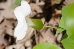 Catesby's false bindweed