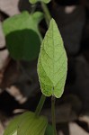 Catesby's false bindweed