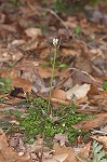 Hairy bittercress