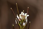 Hairy bittercress