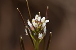 Hairy bittercress