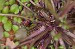 Hairy bittercress