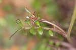 Hairy bittercress