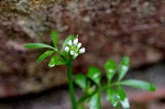 Hairy bittercress