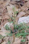 Hairy bittercress