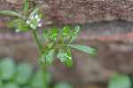 Hairy bittercress