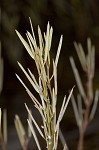 Hairy bittercress