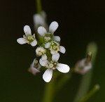 Pennsylvania bittercress